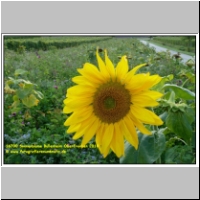 16700 Sonnenblume Bullenheim Oberfranken 2010.JPG